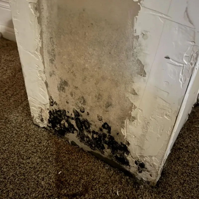 Professional Mold Removal in Crystal Falls, MI